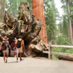 Kings Canyon National Park Self-Guided Audio Tour - Big Stump Picnic Area