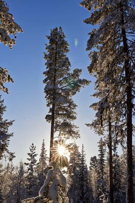 Kiruna: Husky Sled Ride with Traditional Lunch - Practical Details and What to Expect