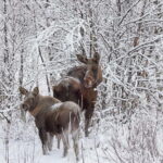 Kiruna: Wildlife and nature photography - Final Thoughts