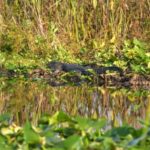 Kissimmee: 1 Hour Florida Everglades Pontoon Boat Tour - Detailed Breakdown of the Tour Experience