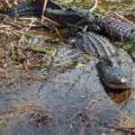 Kissimmee: Everglades Alligator and Wildlife Airboat Tour - The Itinerary: A Closer Look