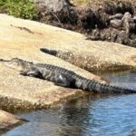 Kissimmee, St. Cloud Self Guided Lakefront Tour on eBike (4 hrs.) - The Sum Up