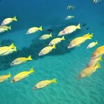 Ko Olina Exclusive Snorkel + Lunch - Marine Encounters You Can Expect