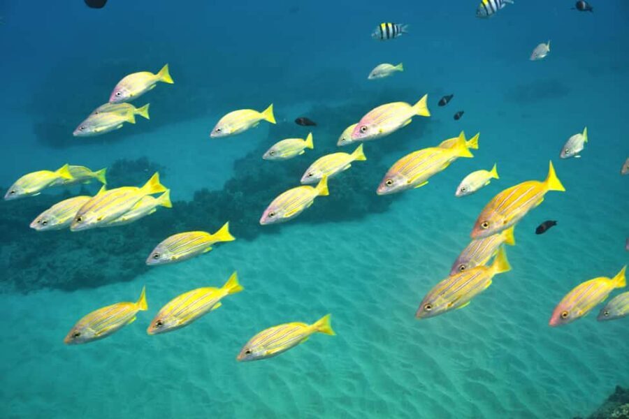 Ko Olina Exclusive Snorkel + Lunch - Marine Encounters You Can Expect