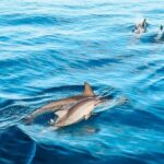 Kona Afternoon Dolphin Watch & Snorkel on the Big Isand - Why This Tour Offers Great Value