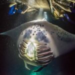 Kona Manta Ray Night Snorkel (Manta Guarantee Policy) - Who Is This Tour Best For?