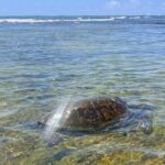 Kona Port: Private History & Farmer's Market Excursion - Practical Aspects and Tips