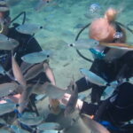 Kos: Beginner Scuba Diving at Pserimos Island - What’s Included and What’s Not