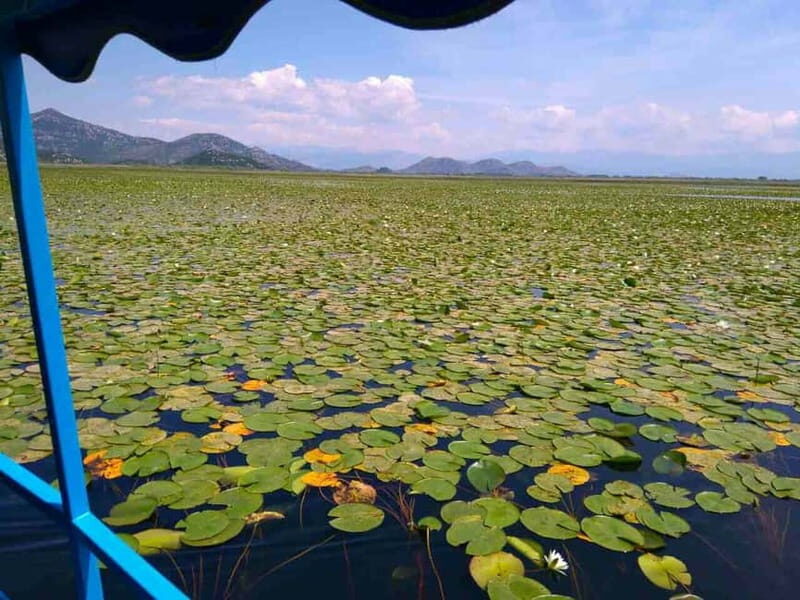 Kotor: Skadar Lake National Park with Wine Tasting - The Value of This Tour: What’s Included and What You Should Know
