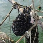 Ksamil Sailing & Mussel Tasting Experience - Detailed Breakdown of the Experience