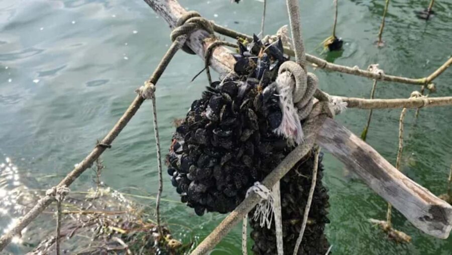 Ksamil Sailing & Mussel Tasting Experience - Detailed Breakdown of the Experience