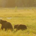 Kuusamo: Bear Watching Overnight Tour - Deep Dive into the Experience