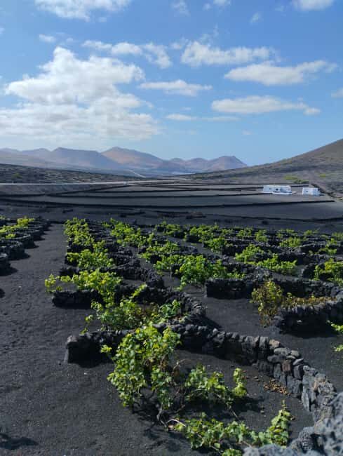 La Geria: a walk among volcanoes and vineyards - FAQ
