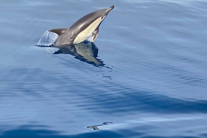 La Herradura: Sailboat with a view of dolphins-Shared - Final Thoughts