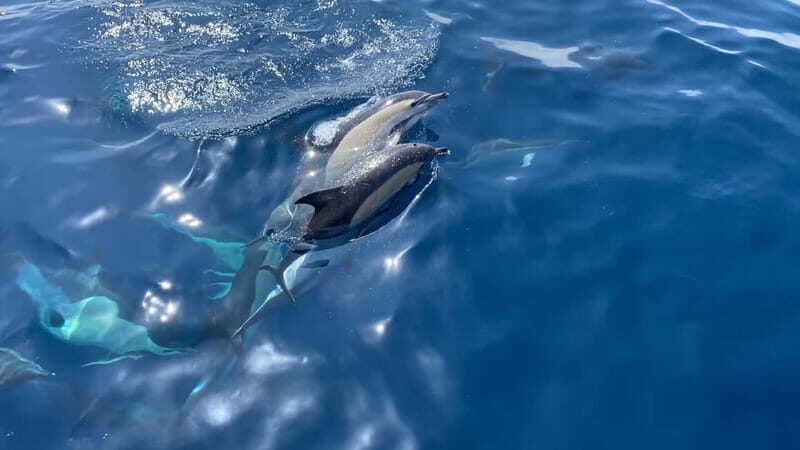 La Herradura: Sailing with a view of dolphins - Why This Tour Offers Real Value