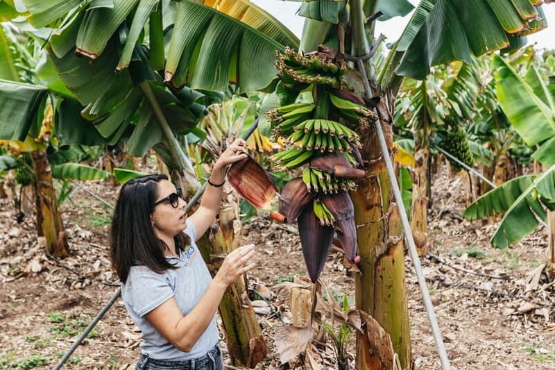 La Orotava: Eco Banana Plantation Tour with Banana Liquor - Final Thoughts