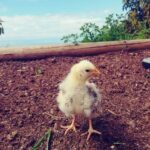 La Orotava: Workshop "Natural Horsemanship" and Permaculture - Exploring the Permaculture Finca