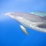 La Palma: 4 Stunden Bussard Classic Tour - The value of this experience