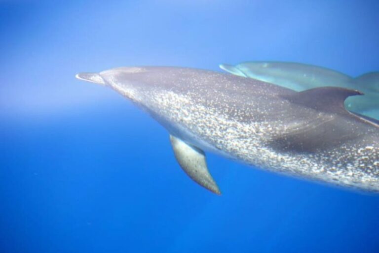 La Palma: 4 Stunden Bussard Classic Tour - The value of this experience