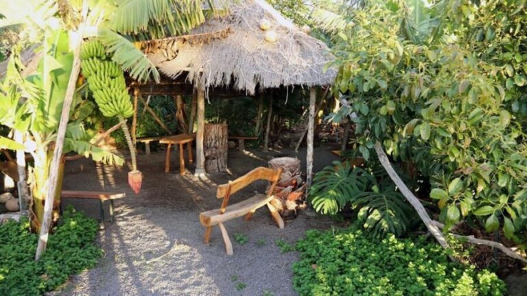 La Palma: PlatanoLógico Edible Forest Tour - The Sum Up  