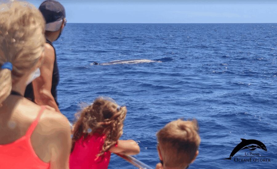 La Palma: Whale Watching Experience and Coastal Highlights - Final Thoughts