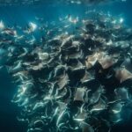 La Paz or La Ventana: Ocean Safari - What You’ll Actually Do