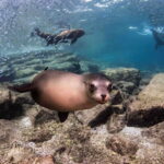La Paz: Sea Lion Snorkeling at Espirtu Santo Island - A Typical Day on the Water