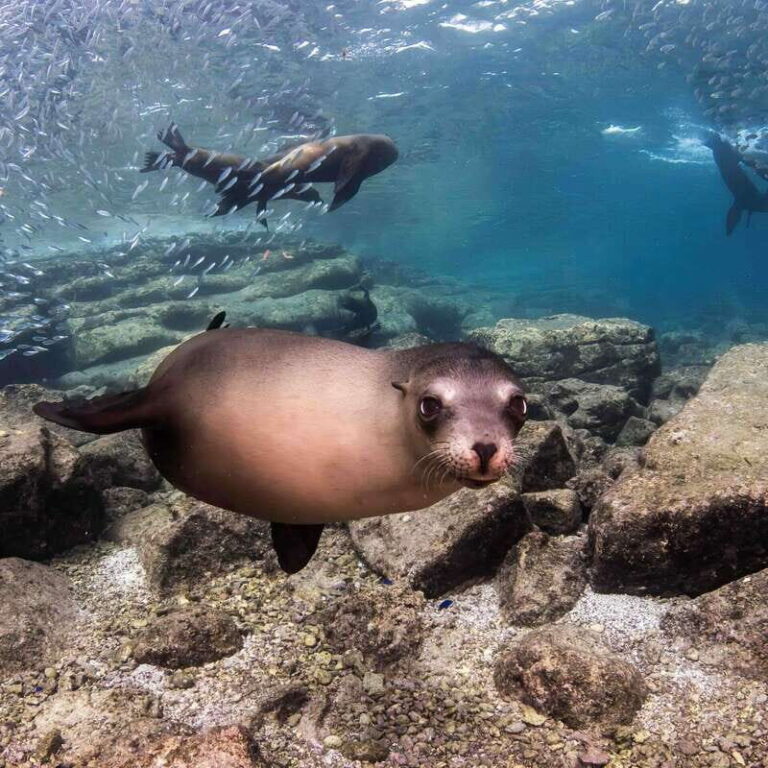 La Paz: Sea Lion Snorkeling at Espirtu Santo Island - A Typical Day on the Water