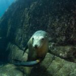 La Paz: Sea Lions & Mega-Paddleboard Tour in Espiritu Santo - Detailed Breakdown of the Itinerary