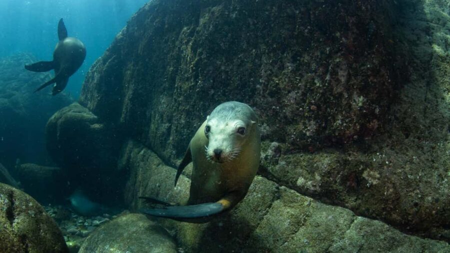 La Paz: Sea Lions & Mega-Paddleboard Tour in Espiritu Santo - Detailed Breakdown of the Itinerary