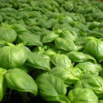 La Spezia: Pesto Making Class with Focaccia and Drink - Who Should Book This?