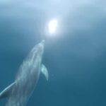 Lagos: Dolphin Watching Tour - The Experience in Detail