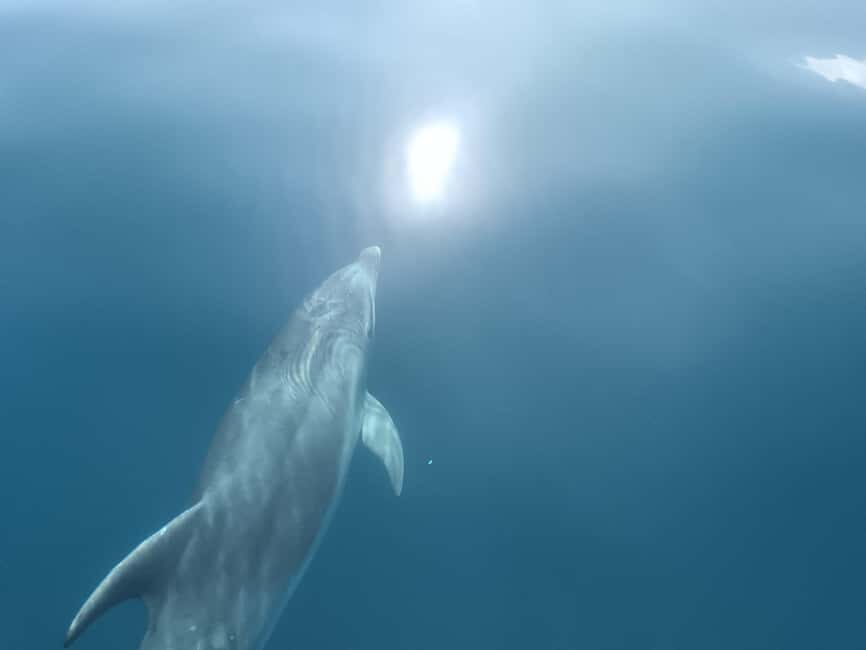 Lagos: Dolphin Watching Tour - The Experience in Detail