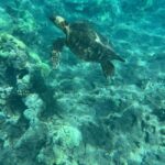Lahaina: Olowalu Coral Reef Snorkeling Tour - The Itinerary and Experience in Detail