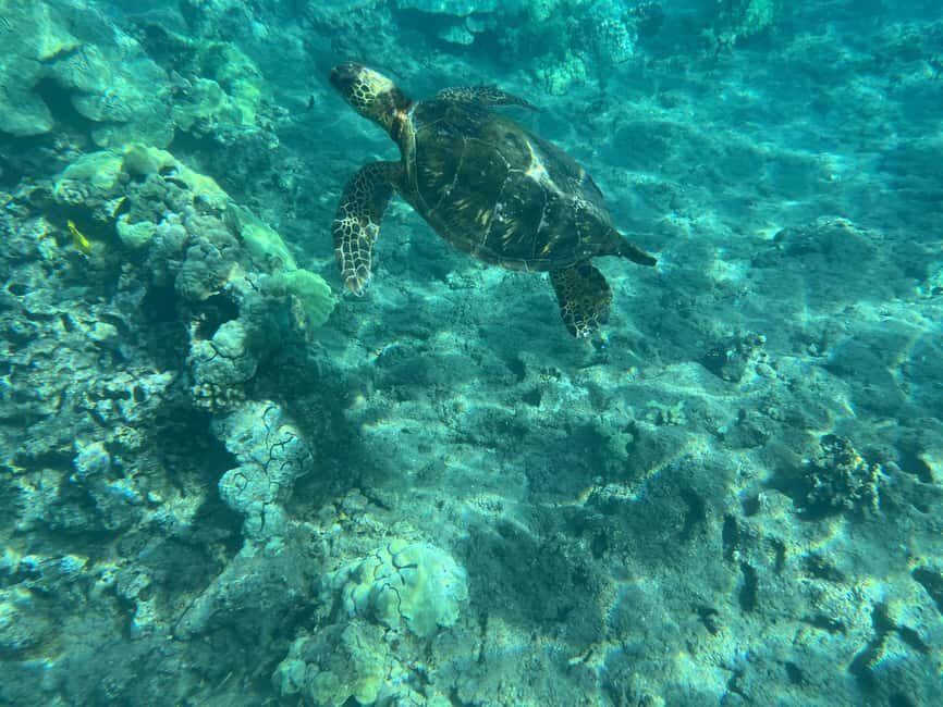 Lahaina: Olowalu Coral Reef Snorkeling Tour - The Itinerary and Experience in Detail
