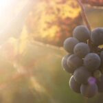 Lake Country Casual Experience - Practical Details & What to Expect