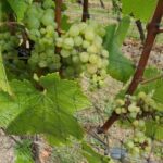 Lake Country Wine Tour (full day) - Discovering the Region: What to Expect from the Lake Country Wine Tour