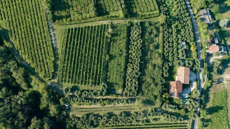 Lake Garda: Tour with 4 Olive Oil Tasting & Local Food - Value for Money and Practicalities