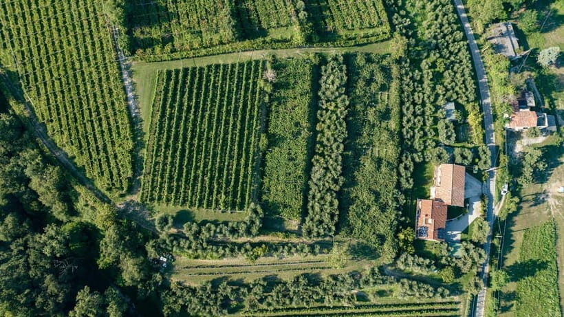 Lake Garda: Tour with 4 Olive Oil Tasting & Local Food - Value for Money and Practicalities