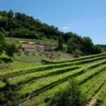 Lake Garda: Winery Tour and Wine Tasting in Valpolicella - Sustainable Practices and the Countryside