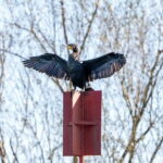Lake Skadar: Early-morning Birdwatching and Photography Tour - Who Is This Tour Best For?