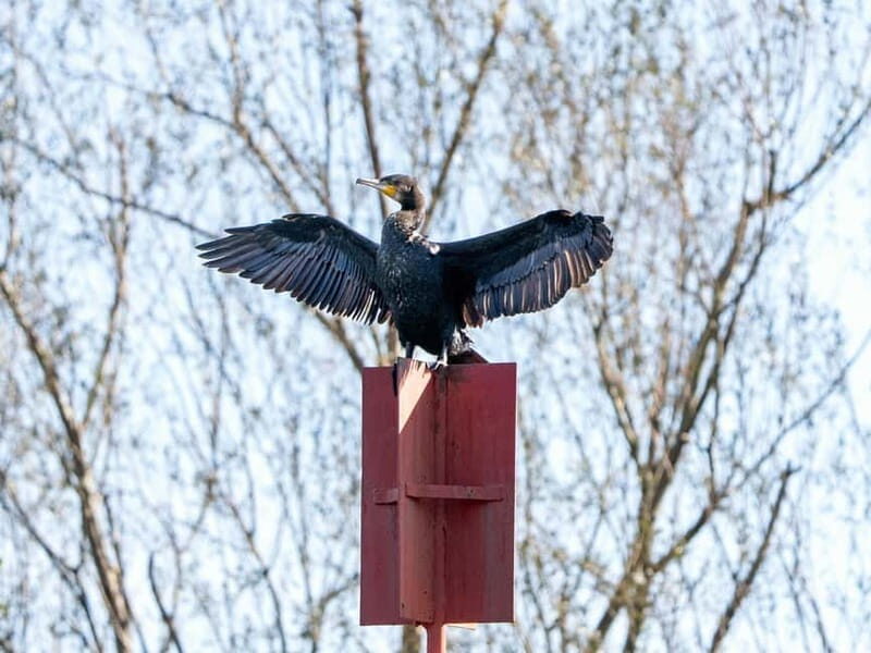 Lake Skadar: Early-morning Birdwatching and Photography Tour - Who Is This Tour Best For?