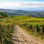 "Langhe del Barolo" Private E-bike Tour - Asphalt and Dirt Road - Why This Tour Offers Great Value