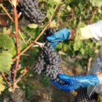Langhe: grape seasons. Winery and vineyard tour with tasting - Discovering the Langhe: What This Tour Offers