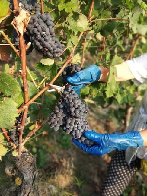 Langhe: grape seasons. Winery and vineyard tour with tasting - Discovering the Langhe: What This Tour Offers