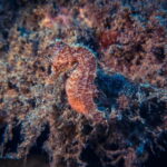 Lanzarote: Beginner Try Scuba Diving Costa Teguise (2 dives) - What Makes This Tour Stand Out?