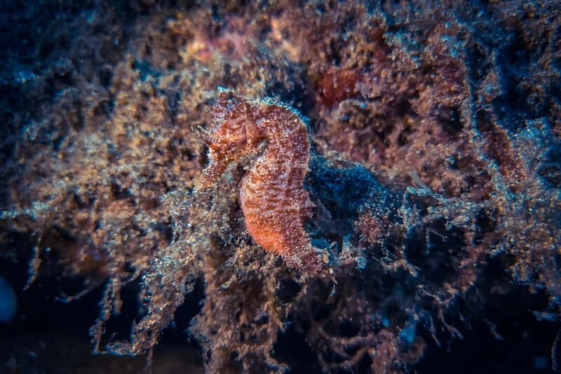 Lanzarote: Beginner Try Scuba Diving Costa Teguise (2 dives) - What Makes This Tour Stand Out?