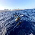 Lanzarote: Dolphin Watching by speedboat - Practical Details and Considerations