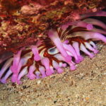 Lanzarote: Small-Group Discover Scuba Diving Costa Teguise - The Itinerary: How the Day Unfolds