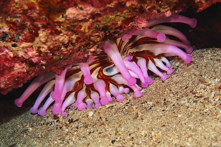 Lanzarote: Small-Group Discover Scuba Diving Costa Teguise - The Itinerary: How the Day Unfolds